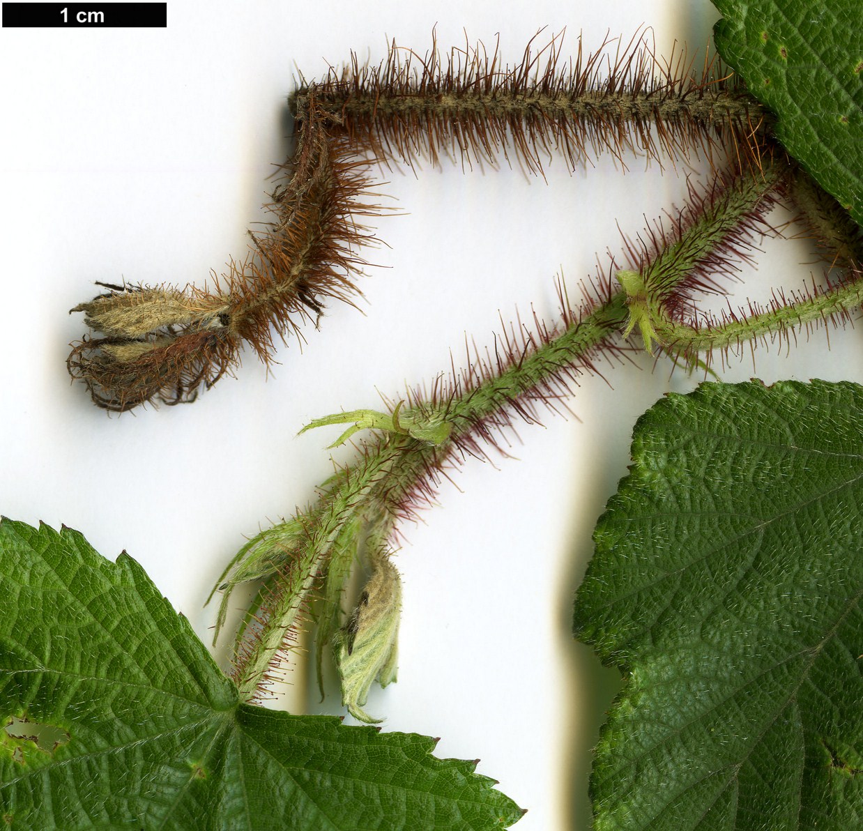 High resolution image: Family: Rosaceae - Genus: Rubus - Taxon: parkeri